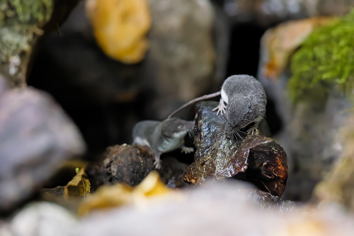 musaraigne aquatique neomys fodiens photographies ruisseau