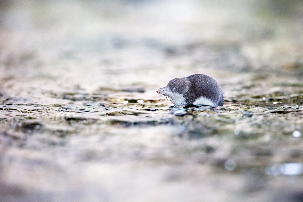 musaraigne aquatique neomys fodiens eau