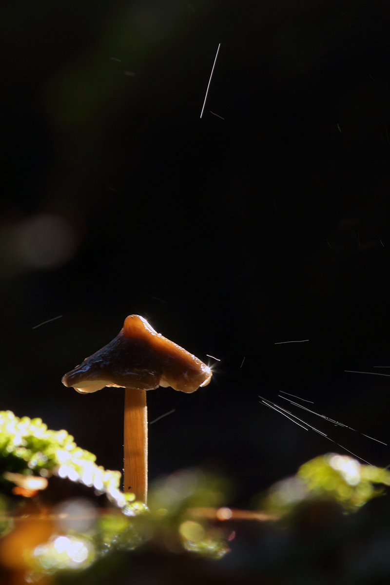 champignon pluie jura