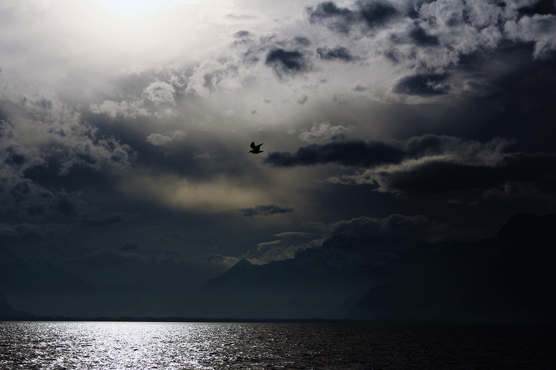 lac léman vevey oiseaux