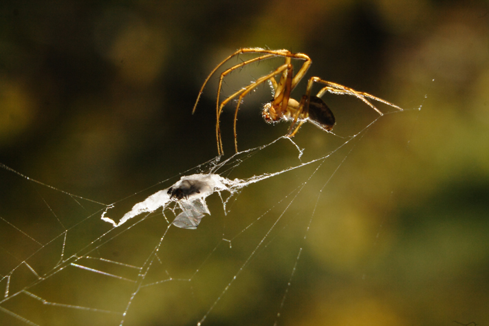 araignée en automne, metallina, Julien ARBEZ