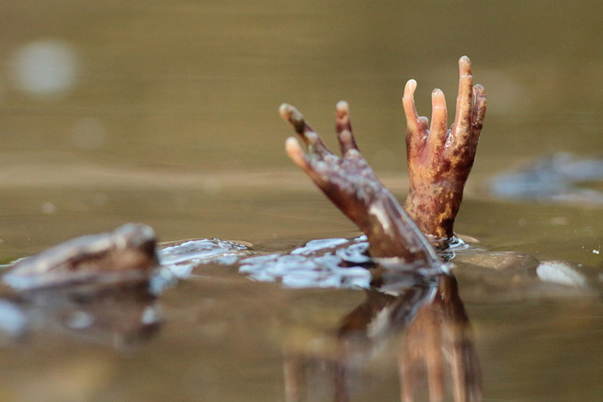 grenouille rousse reproduction julien arbez