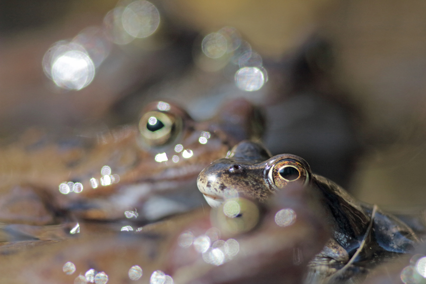 grenouilles rousses reproduction et chant, julien arbez