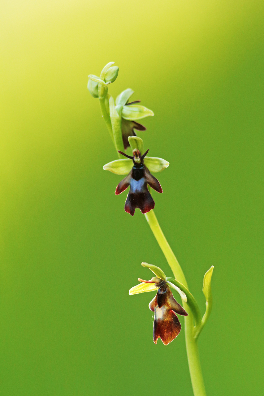 Ophrys mouche orchidée julien arbez