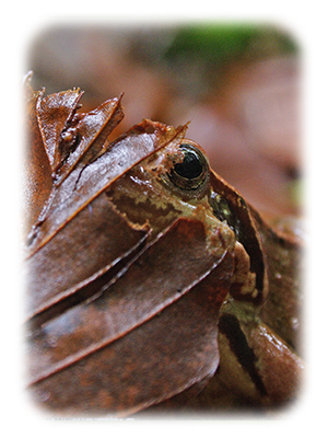 GRENOUILLE