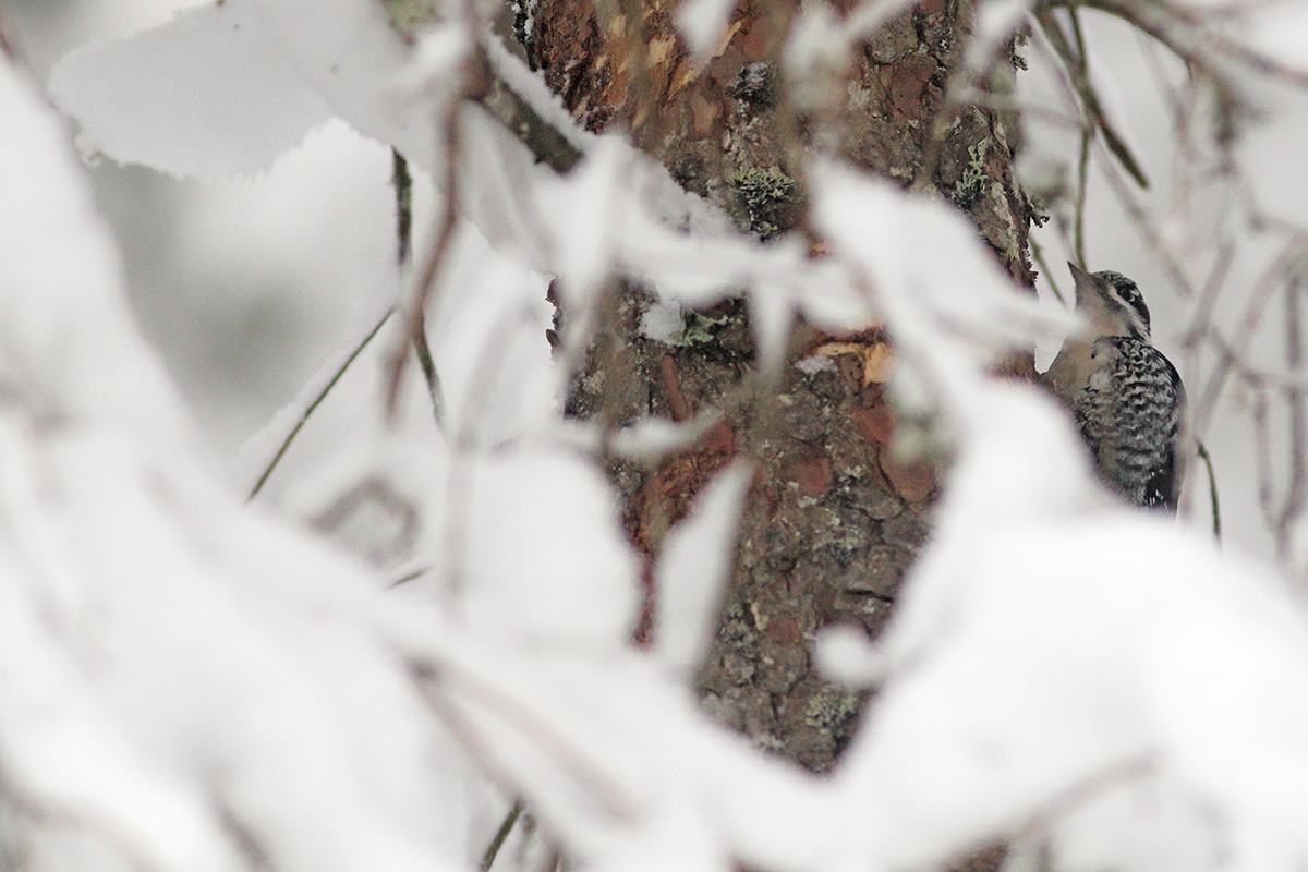 pic tridactyle neige