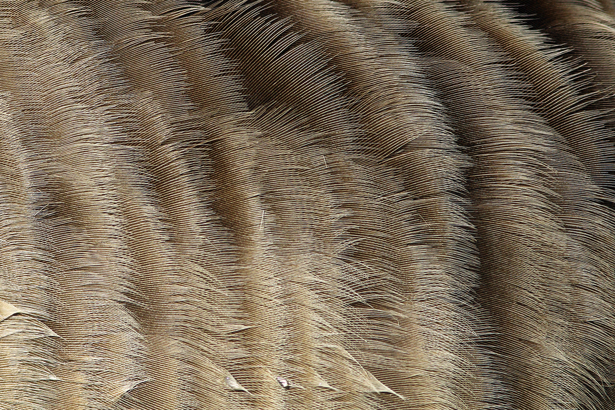 bernarche plumage