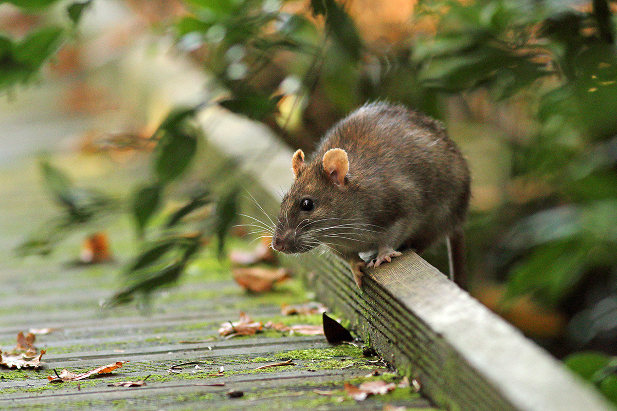 rat surmulot automne