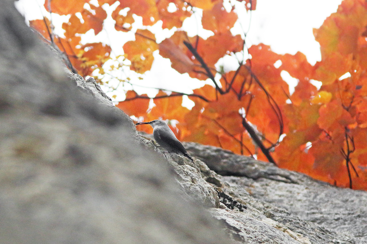 tichodrome automne couleurs jura