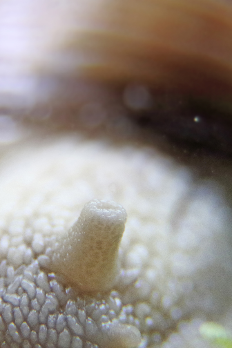 escargot de bourgogne macro arbez