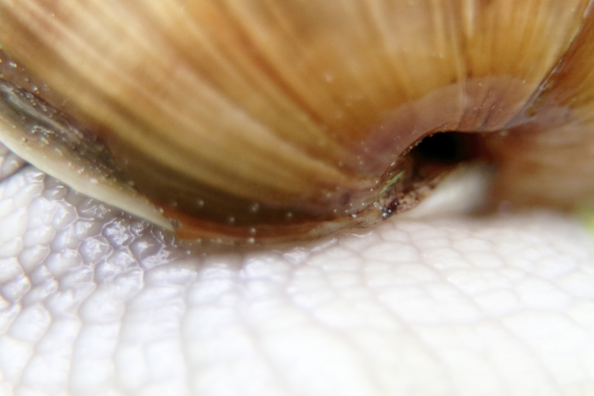 escargot de bourgogne macro arbez