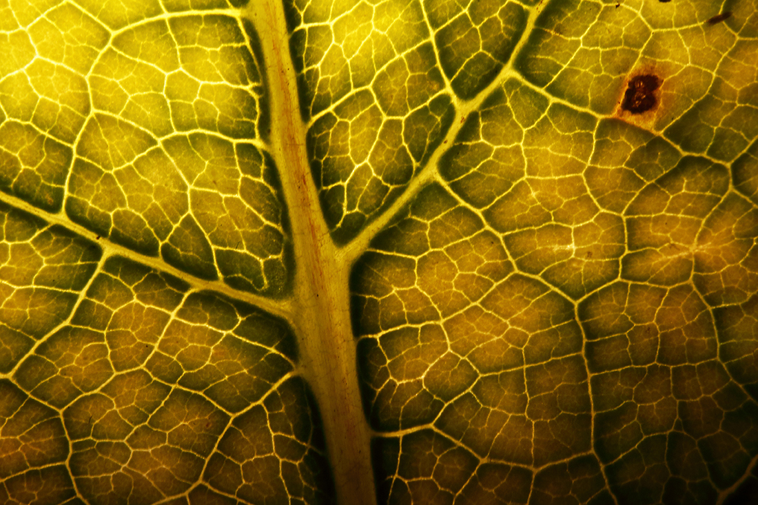 nervures feuilles jolies