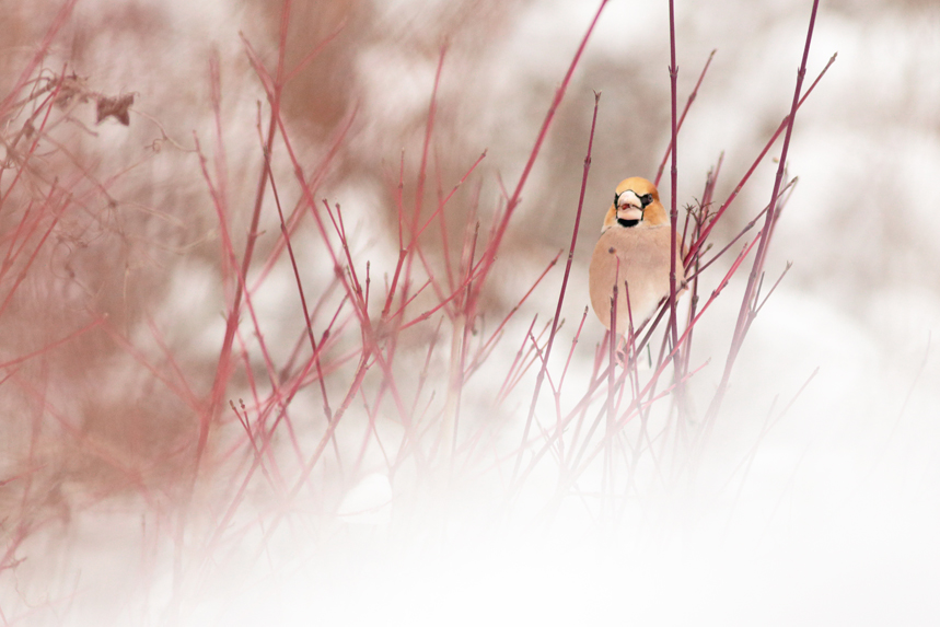 gros-bec casse-noyaux julien arbez hiver