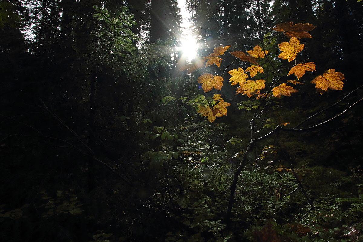 forêt d’altitude jura automne