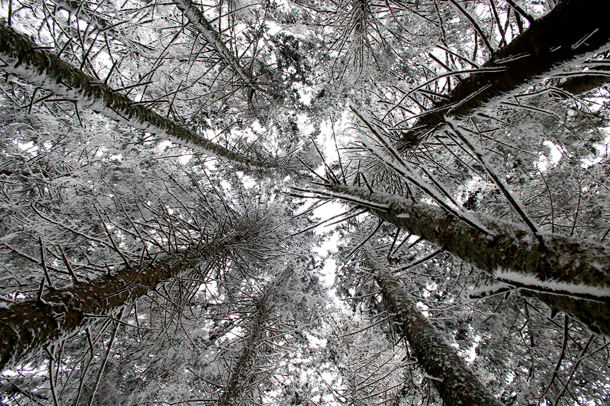 forêt hiver jura