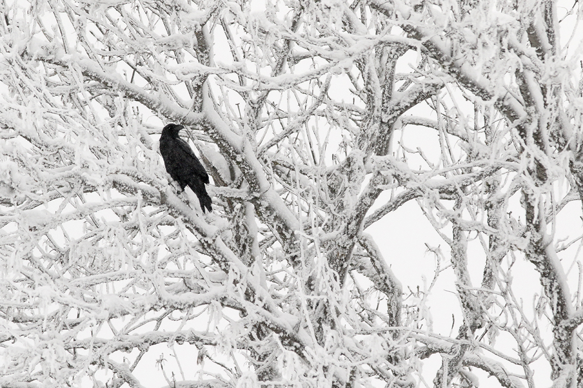 grand corbeau neige hiver jura