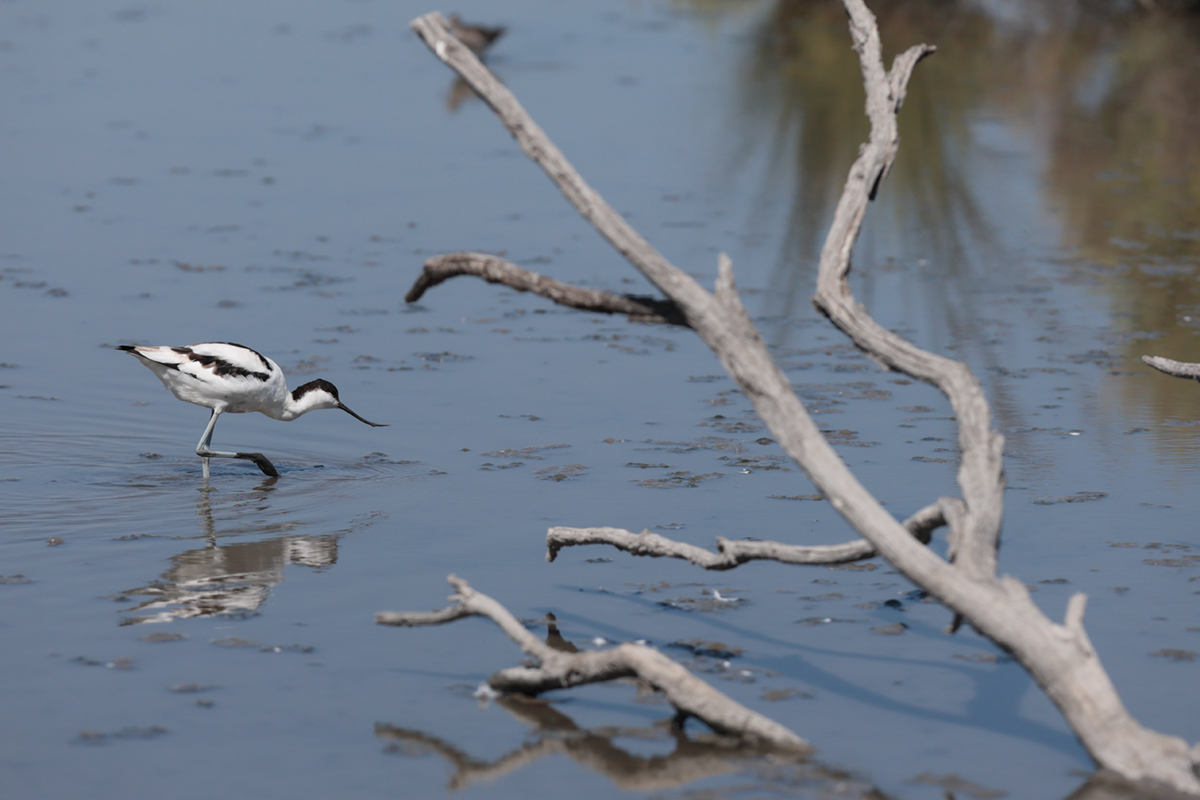 Avocette camargue (1)