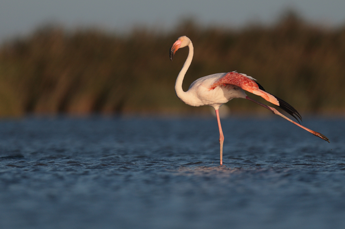 Flamants roses camargue aout 2024 (10)