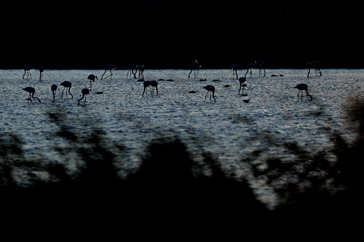 Flamants roses camargue aout 2024 (22)