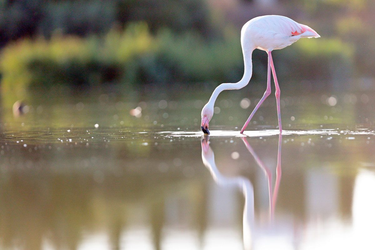 Flamants roses camargue aout 2024 (29)