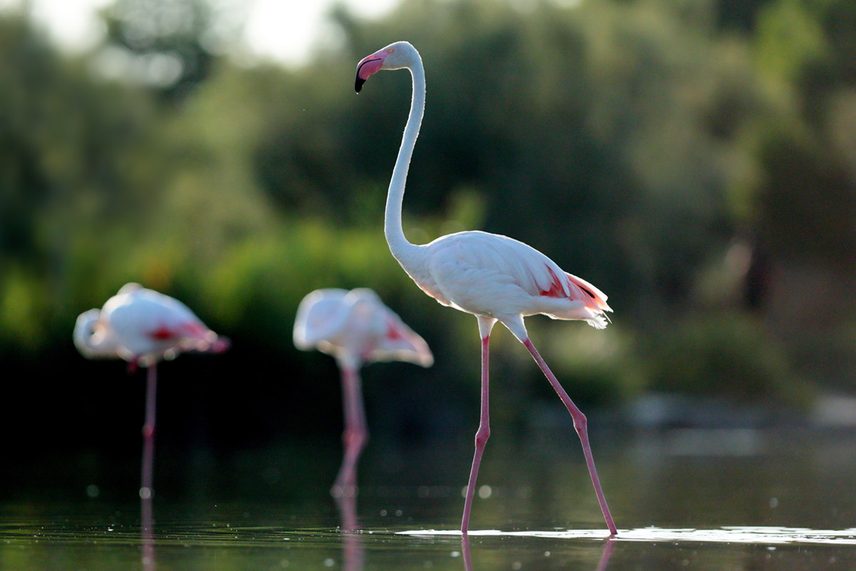 Flamants roses camargue aout 2024 (31)