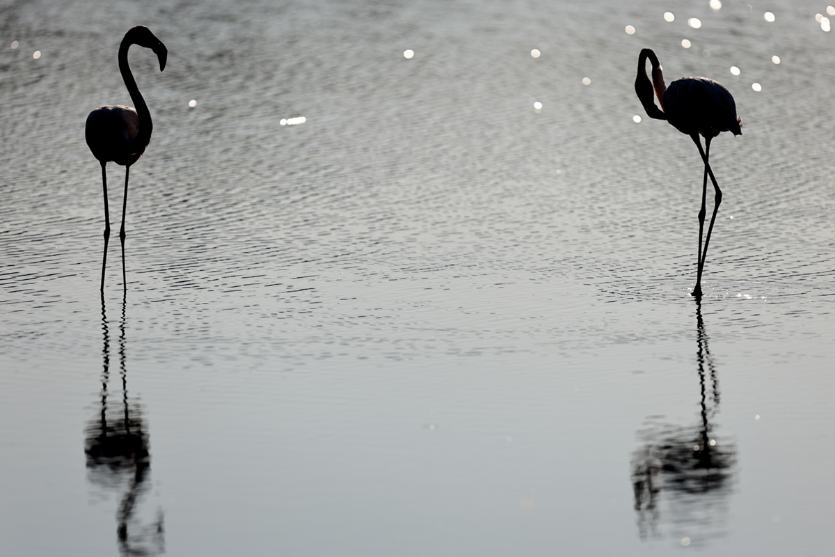 Flamants roses camargue aout 2024 (40)