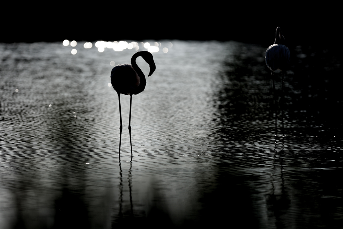 Flamants roses camargue aout 2024 (43)