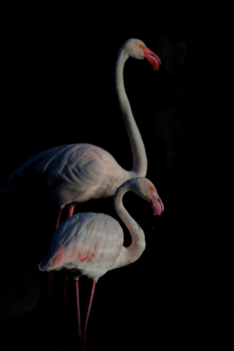 Flamants roses camargue aout 2024 (45)