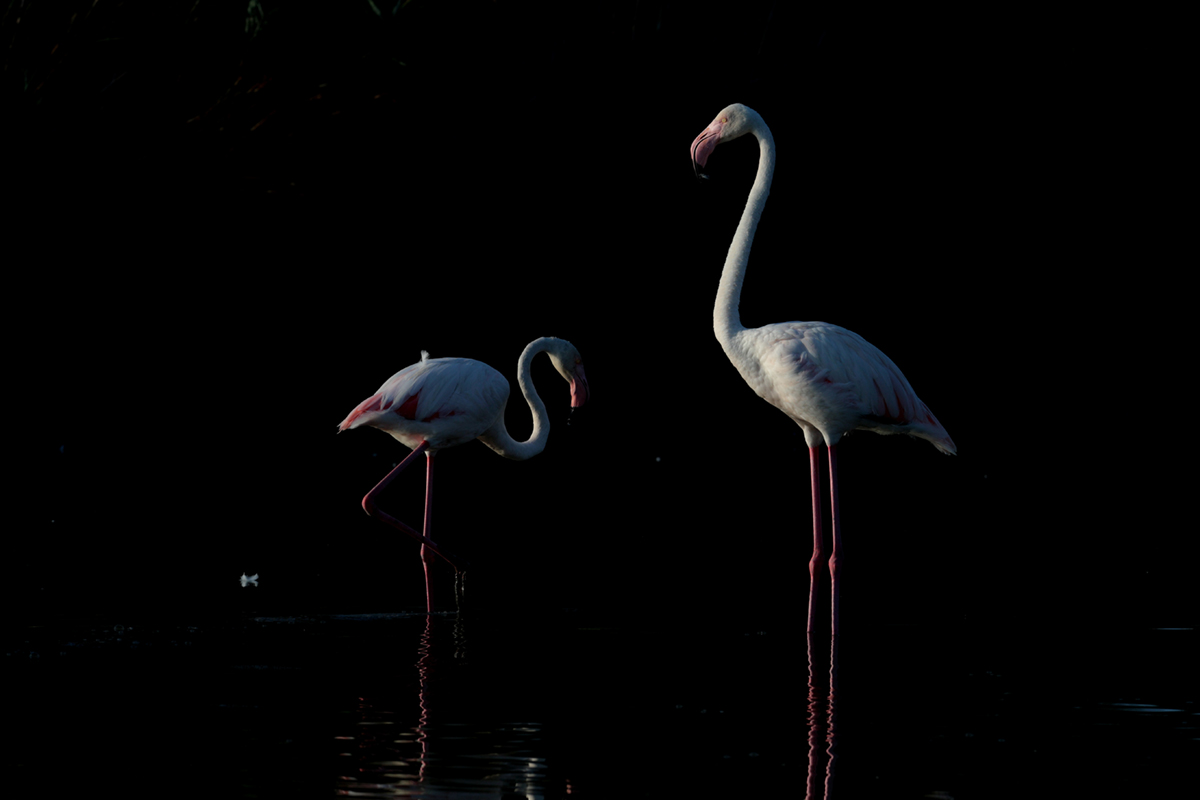 Flamants roses camargue aout 2024 (47)