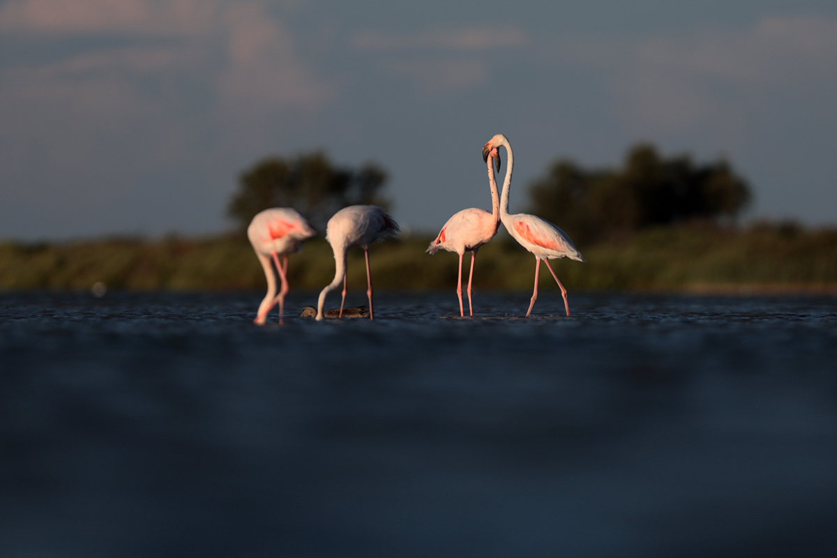 Flamants roses camargue aout 2024 (5)