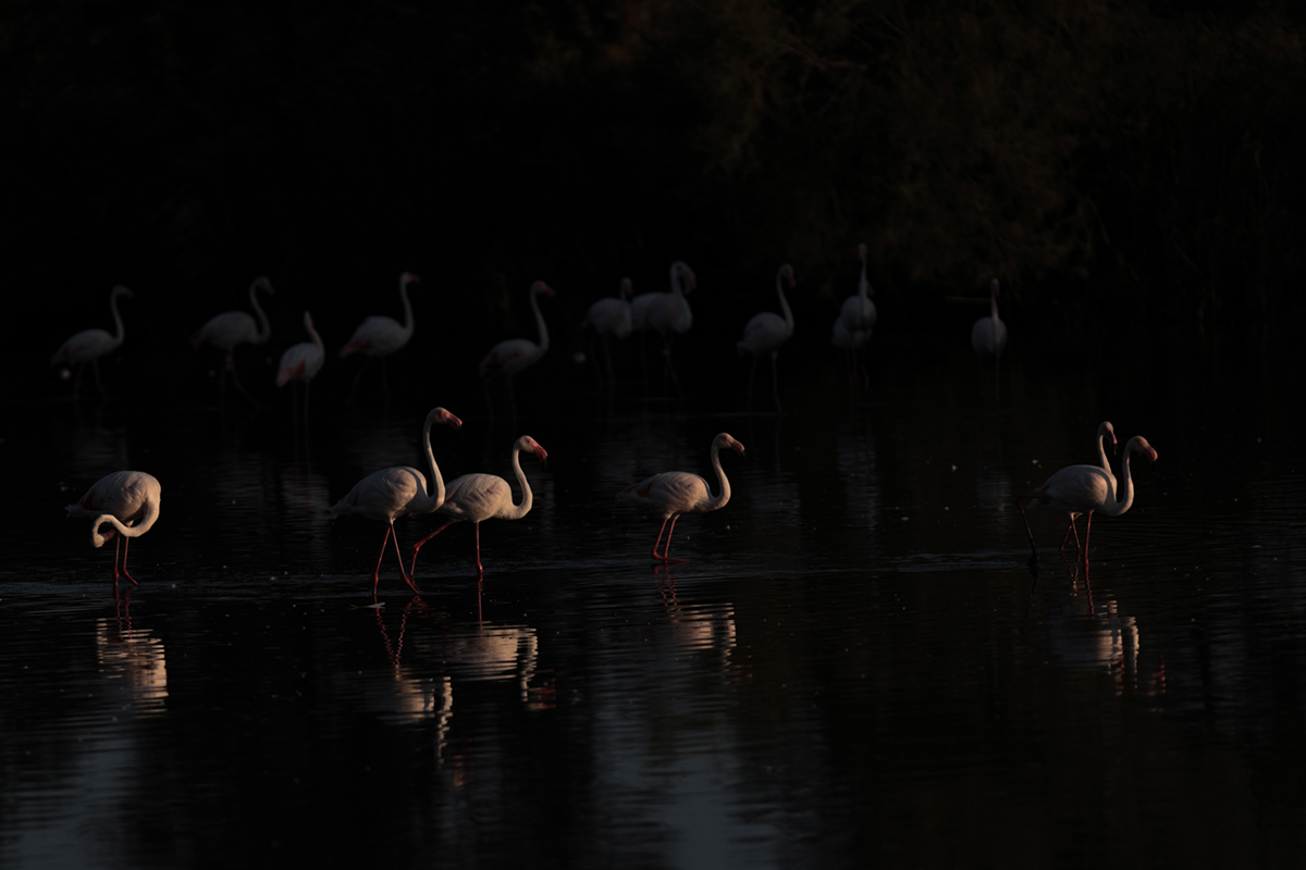 Flamants roses camargue aout 2024 (55)