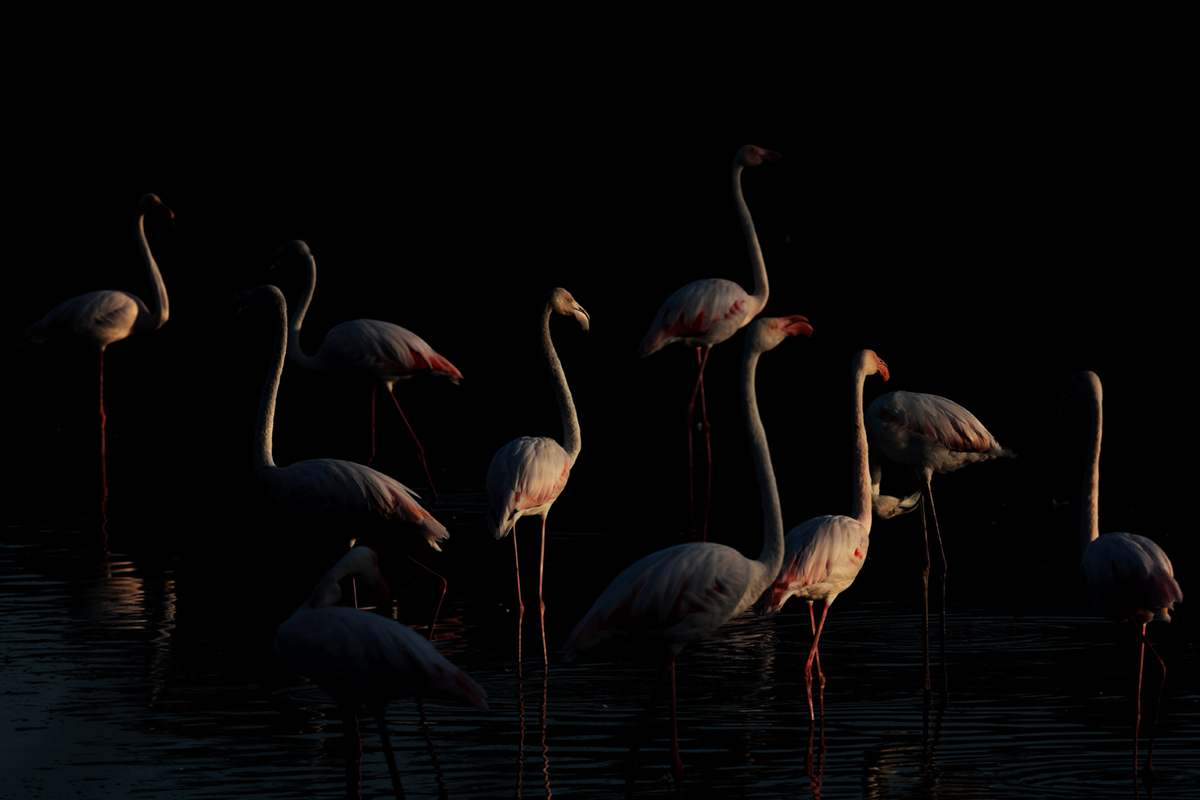 Flamants roses camargue aout 2024 (60)