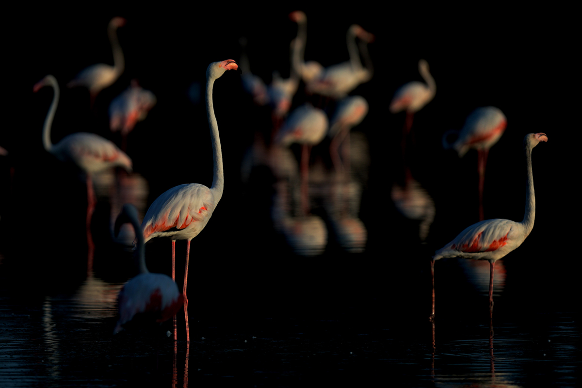 Flamants roses camargue aout 2024 (65)