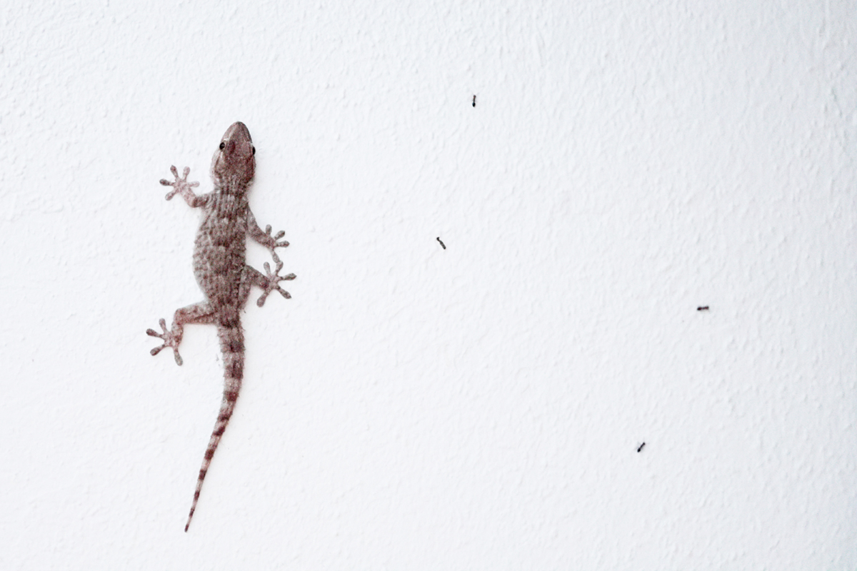 Gecko camargue (2)