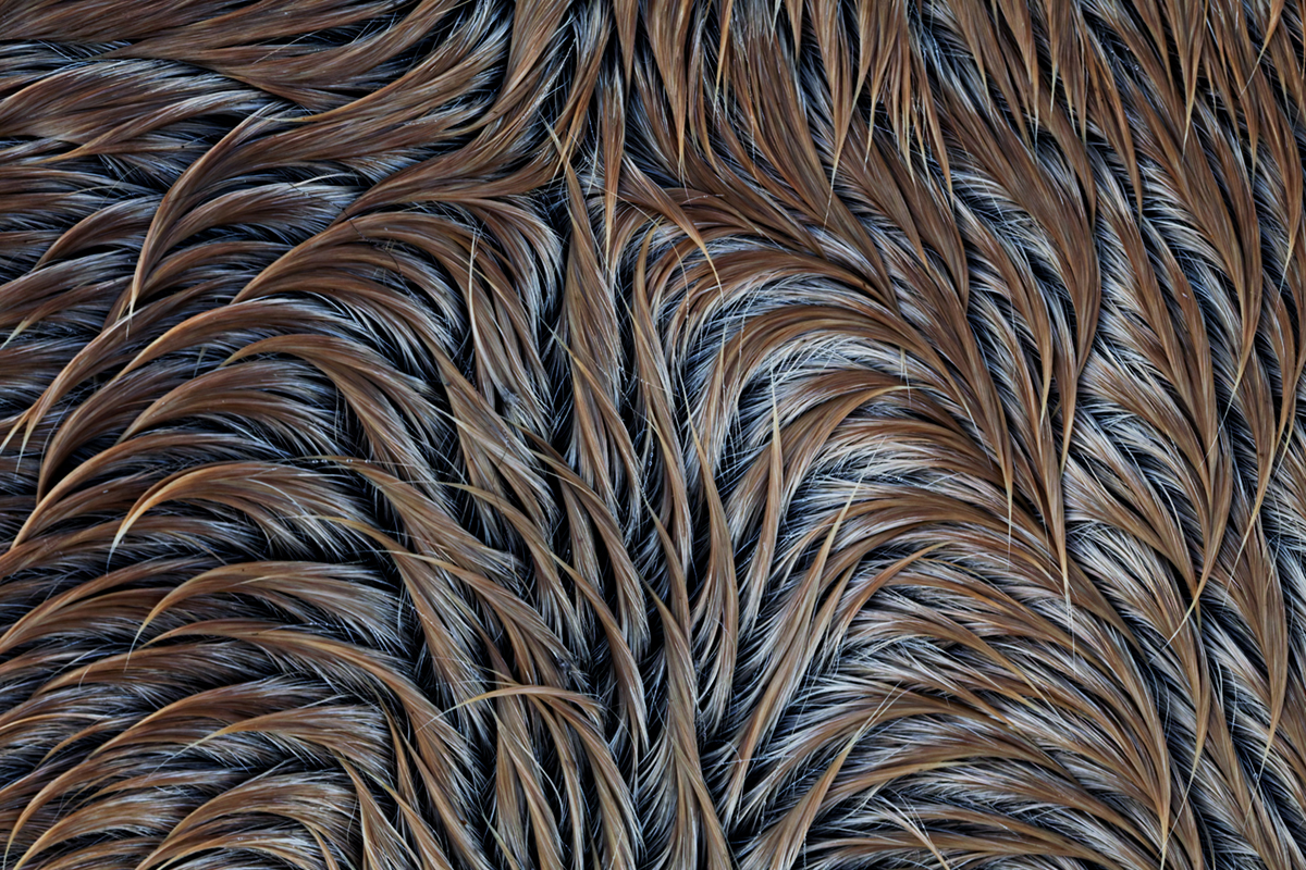 pelage chevaux les bouchoux (16)