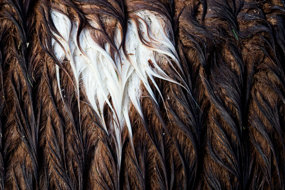 pelage chevaux les bouchoux (20)