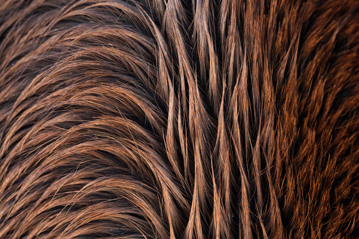 pelage chevaux les bouchoux (24)