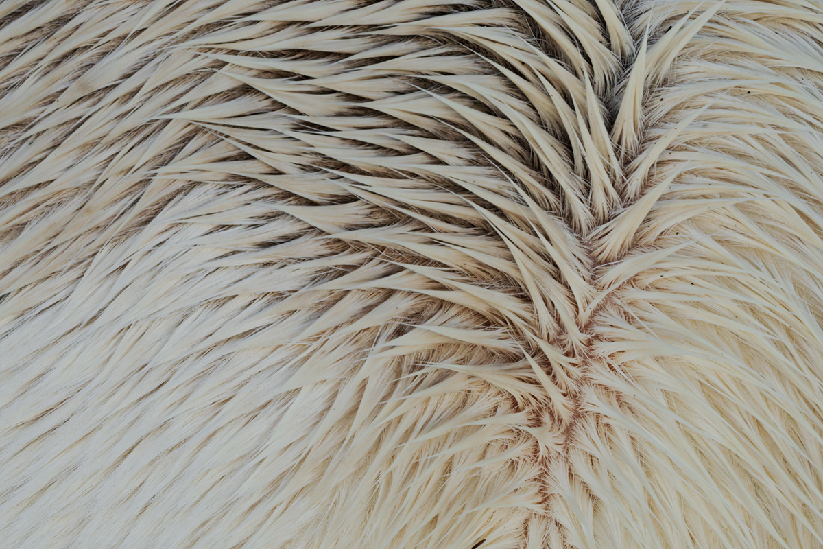 pelage chevaux les bouchoux (31)