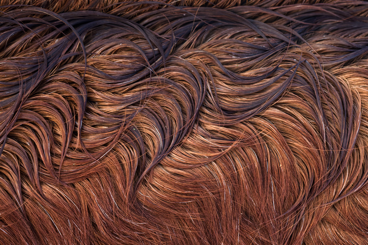 pelage chevaux les bouchoux (33)