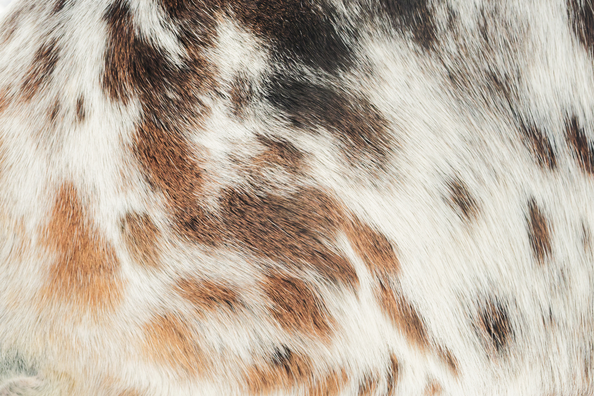 pelage chevaux les bouchoux (43)