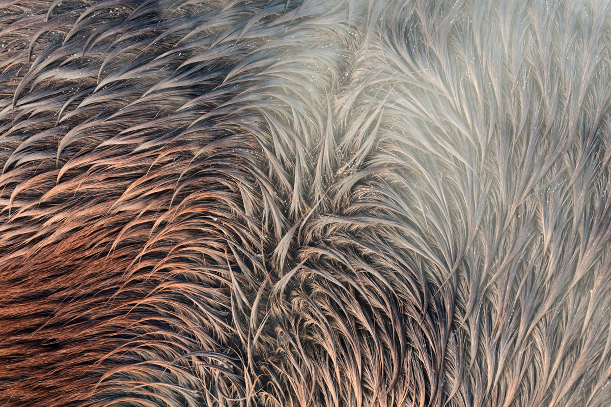 pelage chevaux les bouchoux (49)