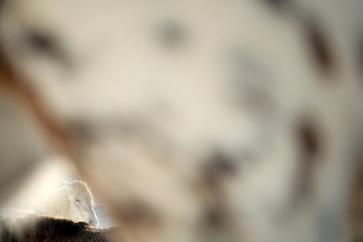 pelage chevaux les bouchoux (56)