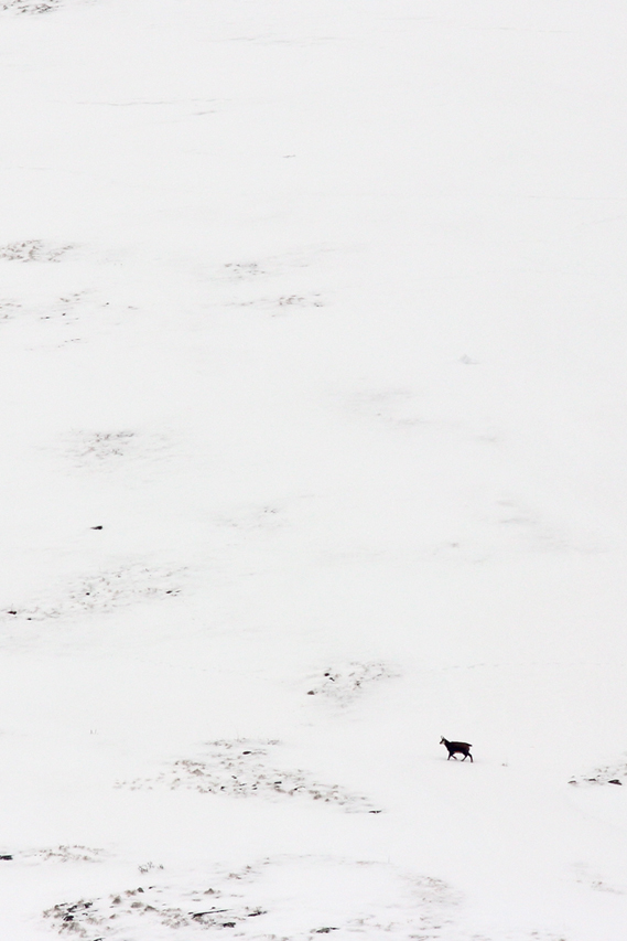 chamois seul dans la neige, julien arbez