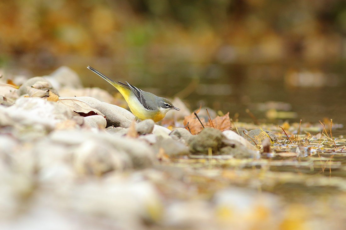 bergeronnette des ruisseaux automne jaune
