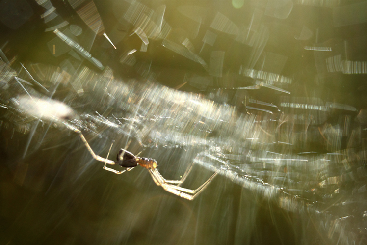 araignée toile macro reflets