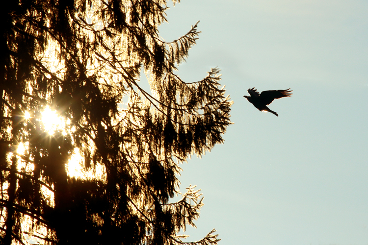 grands corbeaux julien arbez