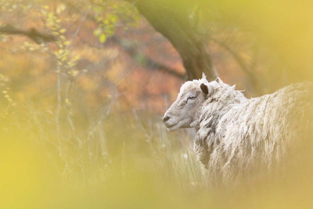 moutons automne jura