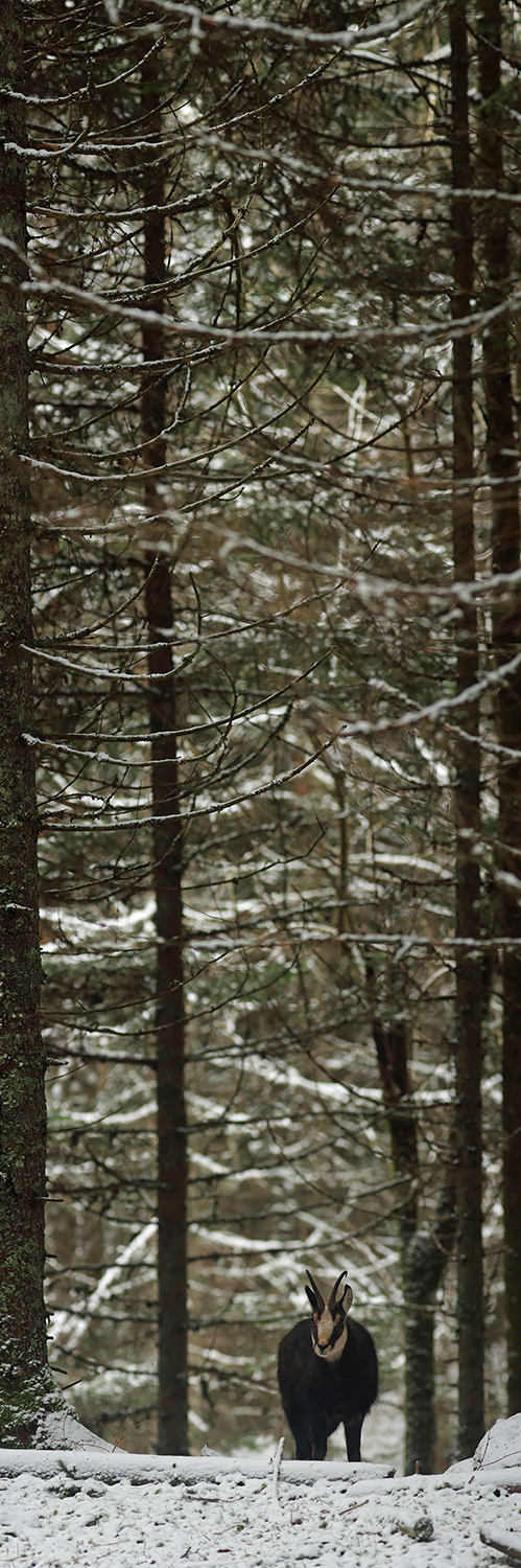 panoramique chamois en forêt, hiver, julien arbez