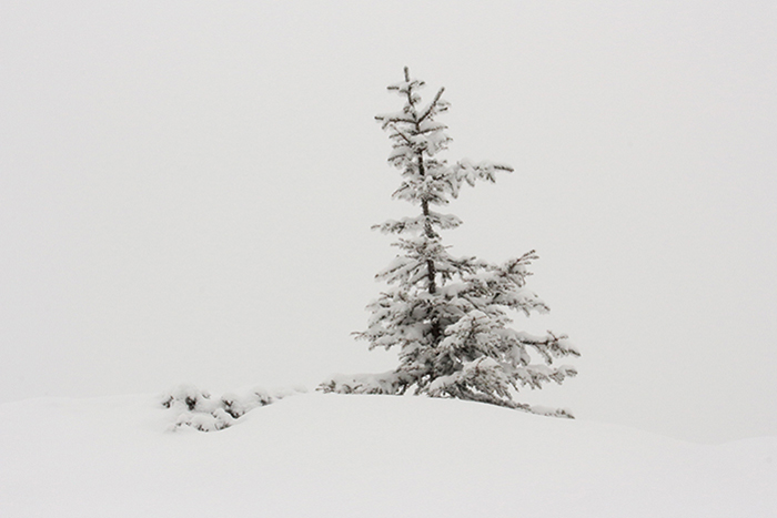 épicéa dans la neige, plateau de Beauregard; julien arbez