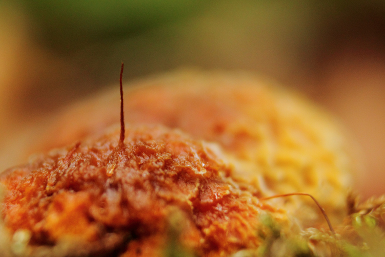 champignon macro arbez